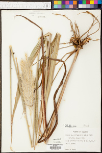 Saccharum alopecuroides image