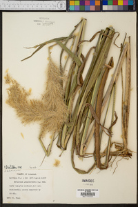 Saccharum alopecuroides image