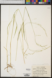 Festuca subverticillata image