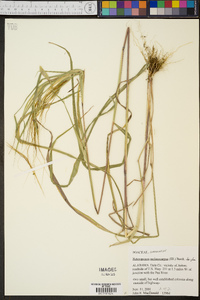 Heteropogon melanocarpus image