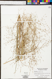 Eragrostis refracta image