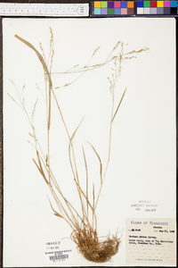 Festuca obtusa image