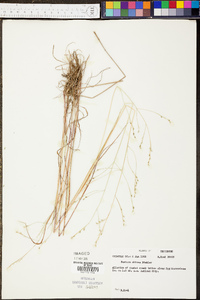 Festuca obtusa image