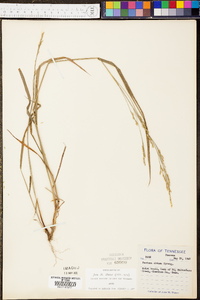 Festuca obtusa image