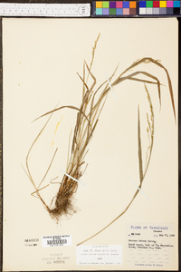 Festuca obtusa image