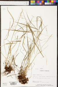 Festuca obtusa image