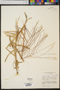 Gymnopogon ambiguus image