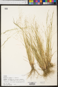 Eragrostis pilosa image