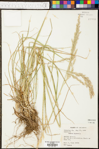 Eragrostis refracta image