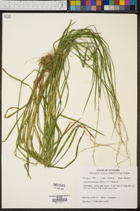 Glyceria melicaria image