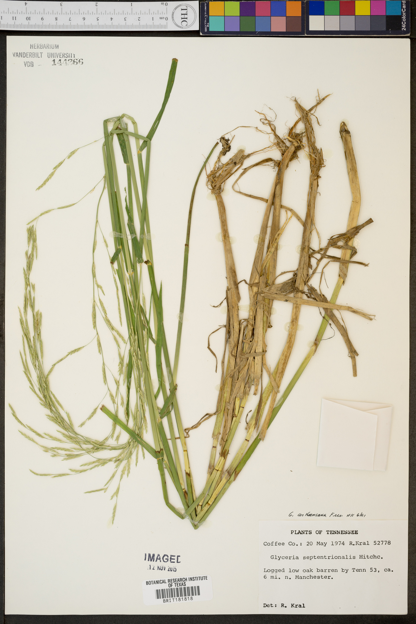 Glyceria arkansana image