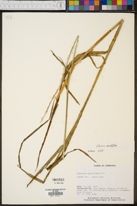 Glyceria acutiflora image