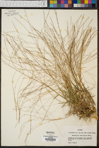 Gymnopogon brevifolius image