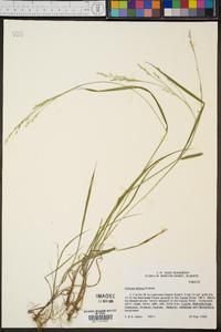 Festuca obtusa image