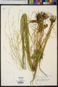 Festuca obtusa image