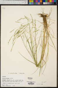 Festuca subverticillata image