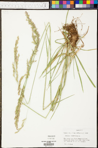 Lolium arundinaceum image