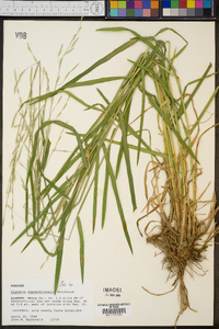 Glyceria septentrionalis image