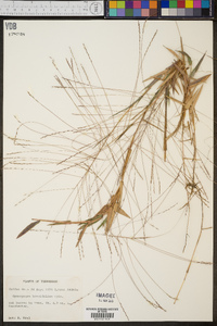 Gymnopogon brevifolius image