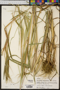 Heteropogon melanocarpus image