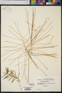 Gymnopogon ambiguus image