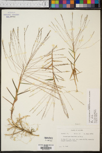 Gymnopogon brevifolius image