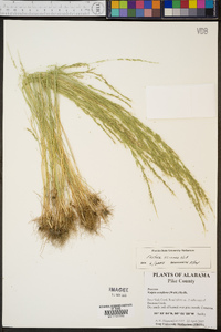 Festuca sciurea image