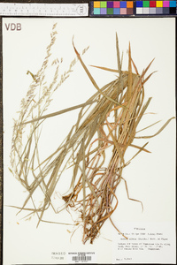 Panicum leucothrix image