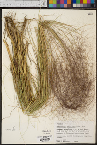 Muhlenbergia capillaris image