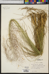 Muhlenbergia capillaris image