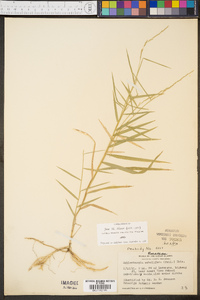 Muhlenbergia sobolifera image