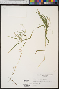 Muhlenbergia sobolifera image