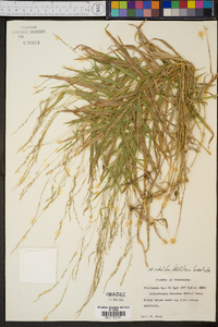 Muhlenbergia sobolifera image