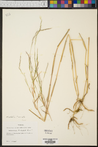 Muhlenbergia sylvatica image