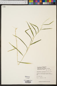 Muhlenbergia tenuiflora image