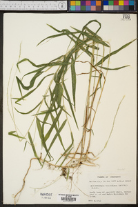 Muhlenbergia tenuiflora image