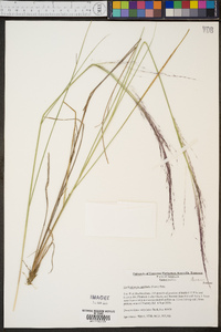 Muhlenbergia capillaris image