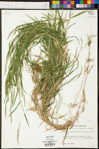 Muhlenbergia frondosa image