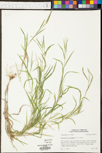 Muhlenbergia frondosa image