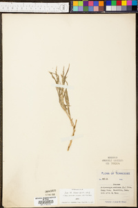 Muhlenbergia schreberi image