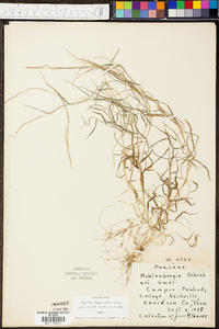 Muhlenbergia schreberi image