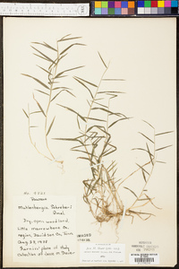 Panicum condensatum image