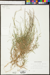 Muhlenbergia schreberi image