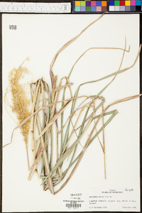 Panicum condensatum image