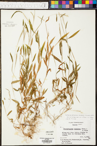 Panicum lancearium image