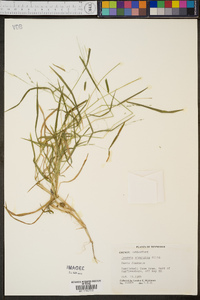 Leersia virginica image