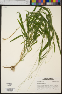 Leersia virginica image