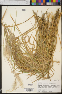 Imperata cylindrica image