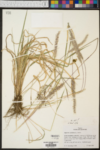 Imperata cylindrica image