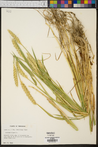 Hordeum vulgare image